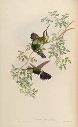 Lampornis gramineus = Anthracothorax viridigula graminea
